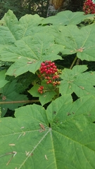 Oplopanax