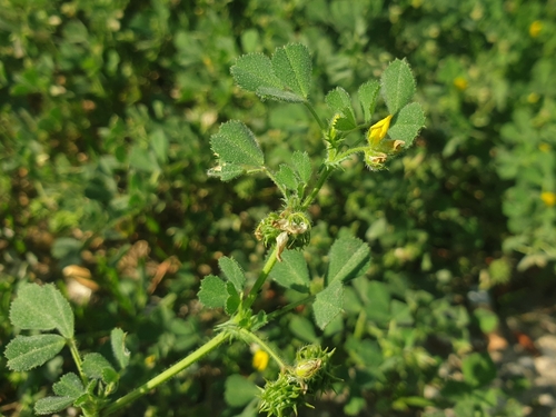 Image of Medicago truncatula by (c) Clément Maouche, some rights reserved (CC BY)