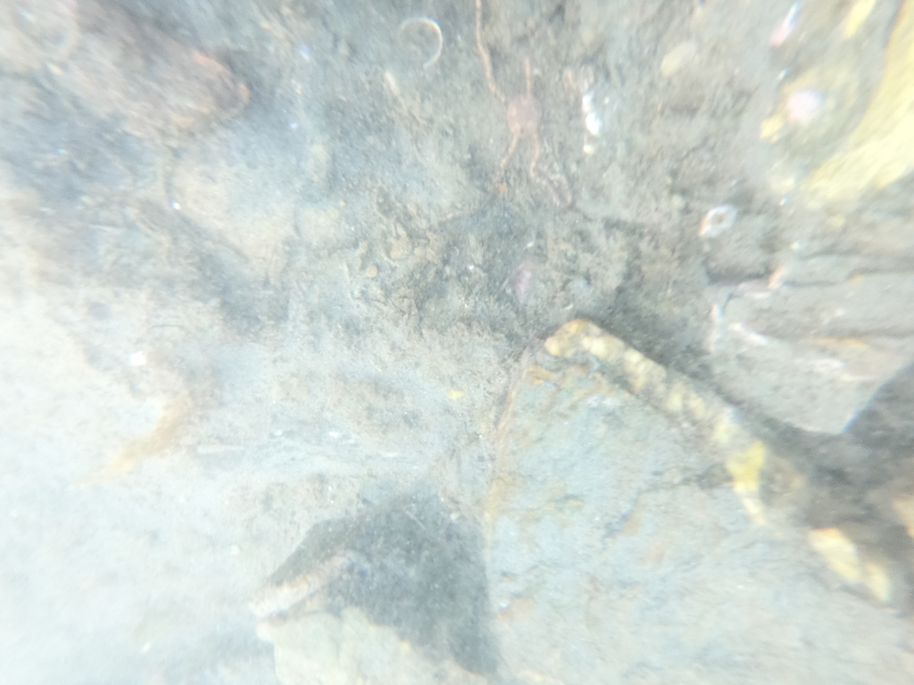Chilean Mud Brittle Star