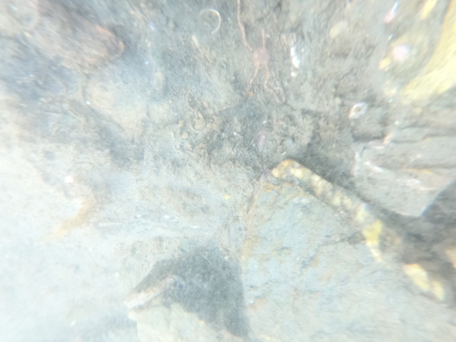 Chilean Mud Brittle Star