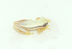 Dendropsophus rhodopeplus