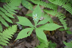 Oclemena acuminata image