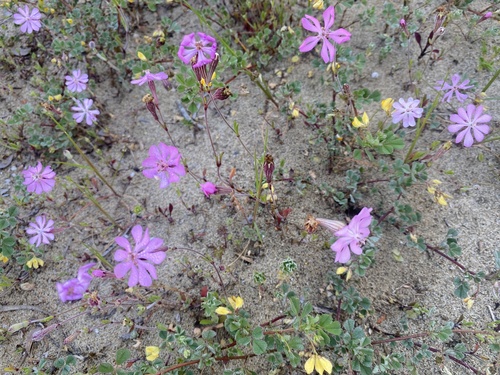 Mediterranean Catchfly