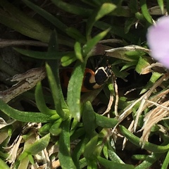 Hippodamia oregonensis