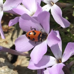 Hippodamia oregonensis