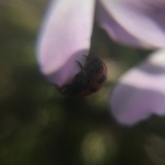 Hippodamia oregonensis