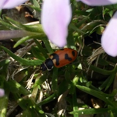 Hippodamia oregonensis