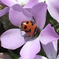 Hippodamia oregonensis