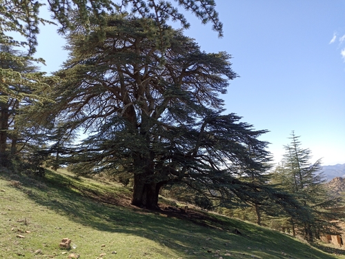 Atlas cedar