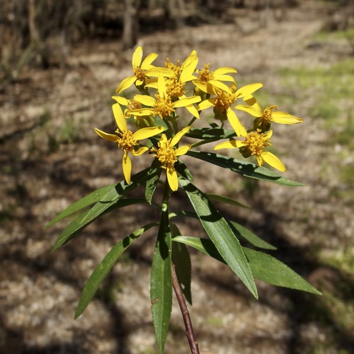 Image of Barkleyanthus salicifolius by (c) Sue Carnahan, some rights reserved (CC BY)