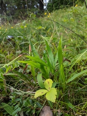 Dichanthelium xanthophysum