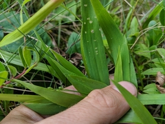 Dichanthelium xanthophysum