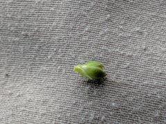 Dichanthelium xanthophysum