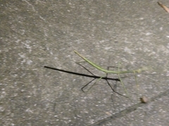 Phasmatinae
