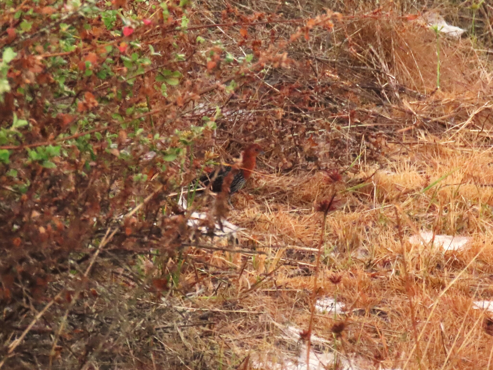 Red-chested Flufftail (Sarothrura rufa), photo 3