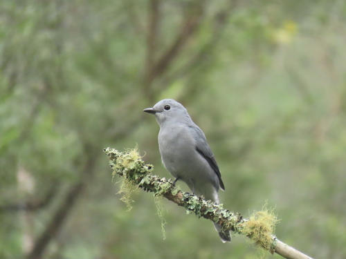 Grey Cuckooshrike (Ceblepyris caesius), photo 2