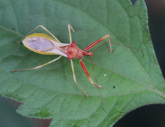 Epidaus bicolor