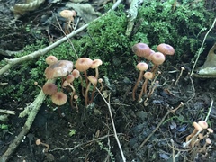 Laccaria laccata pallidifolia