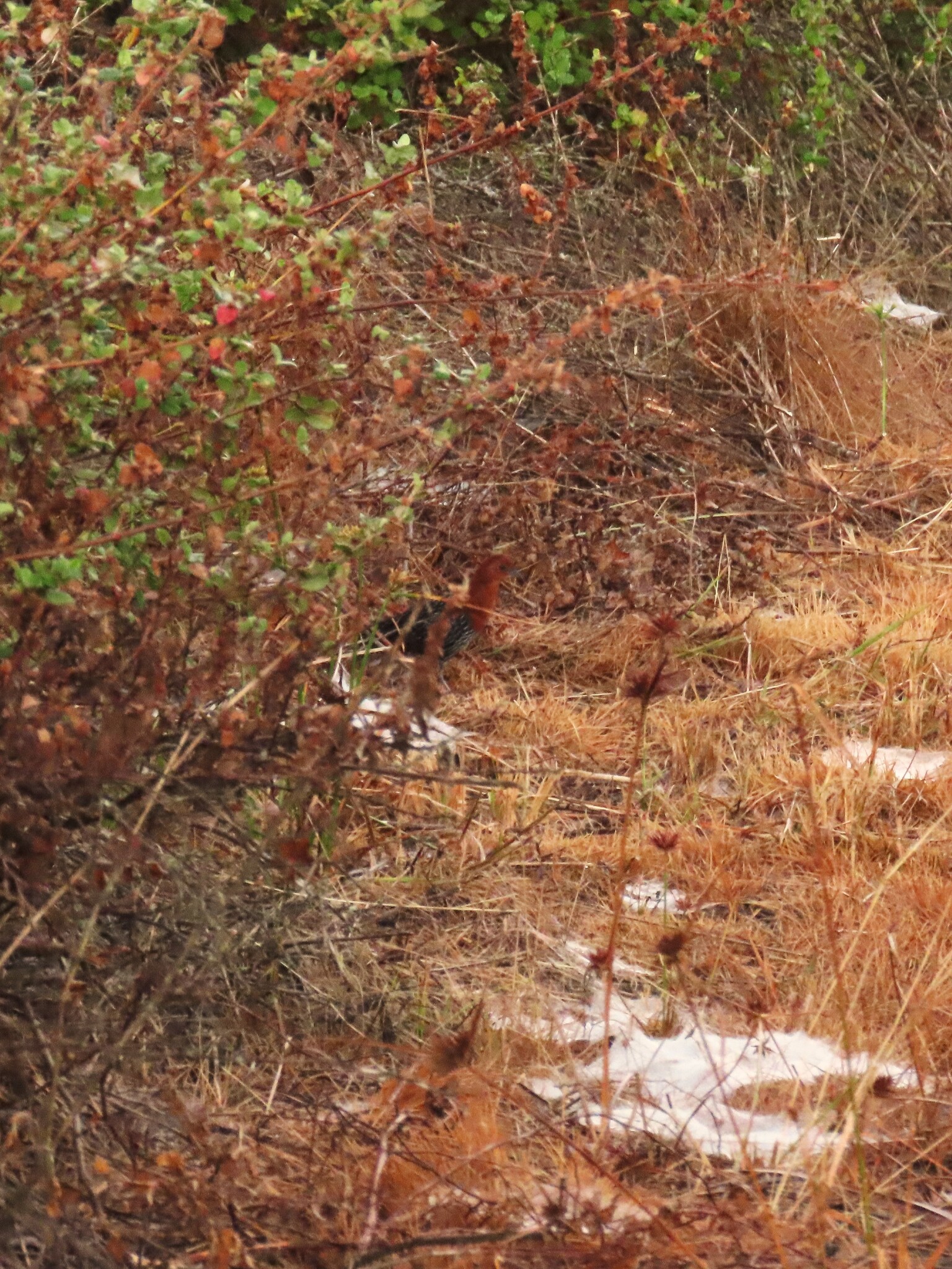 Red-chested Flufftail (Sarothrura rufa), photo 4