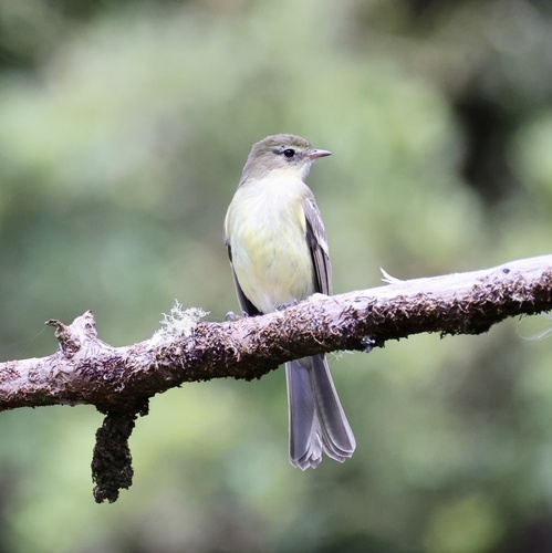 Blue Mountain Elaenia
