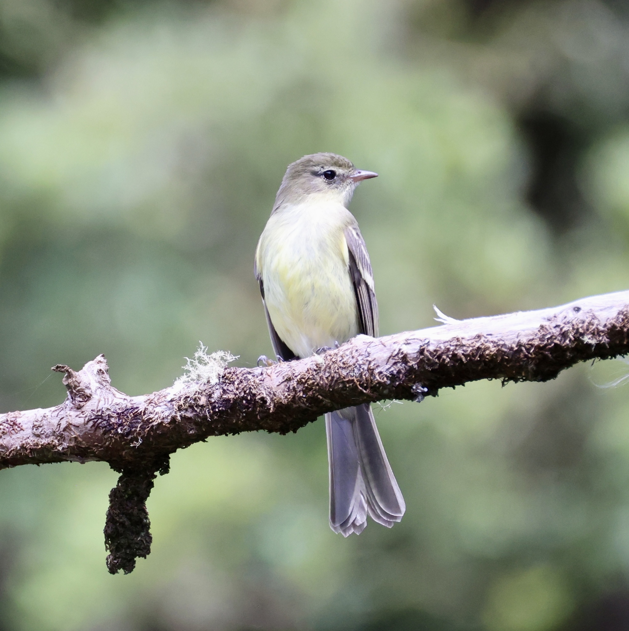 Greater Antillean Elaenia illustration