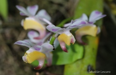 Aerides odorata