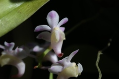 Aerides odorata