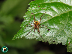 Graphinotus viridiornatus