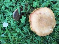 Boletus harrisonii