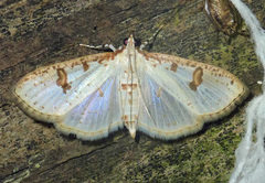 Palpita illibalis