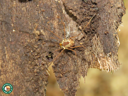 Metavononoides bellus · iNaturalist