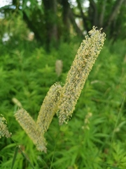 Phleum pratense