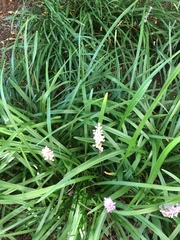 Liriope muscari