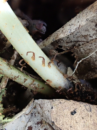 Elaphoglossum parvisquameum observed 2025-03-30