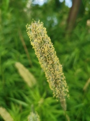 Phleum pratense