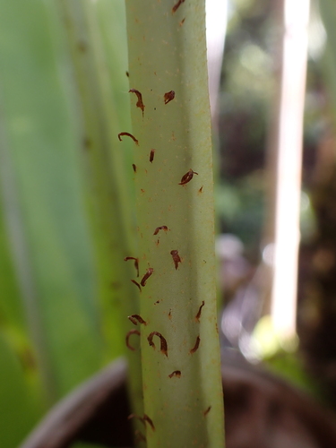 Elaphoglossum parvisquameum observed 2025-03-30