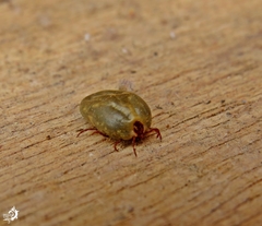 Rhipicephalus sanguineus