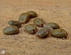 Rhipicephalus sanguineus