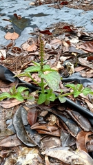 Coleus monostachyus, photograph Guillaume Delaitre, CC BY, iNaturalist via GBIF