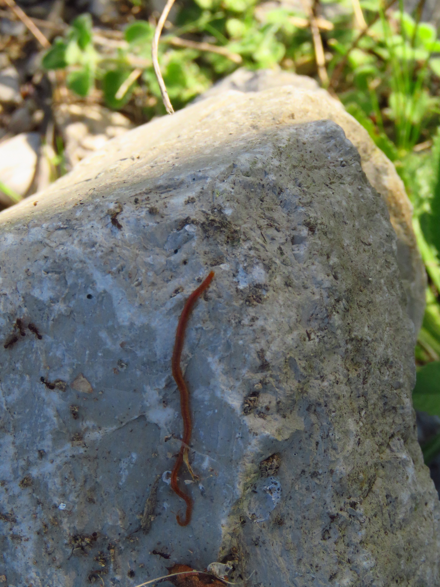 Dignathodon microcephalus Lucas, 1846