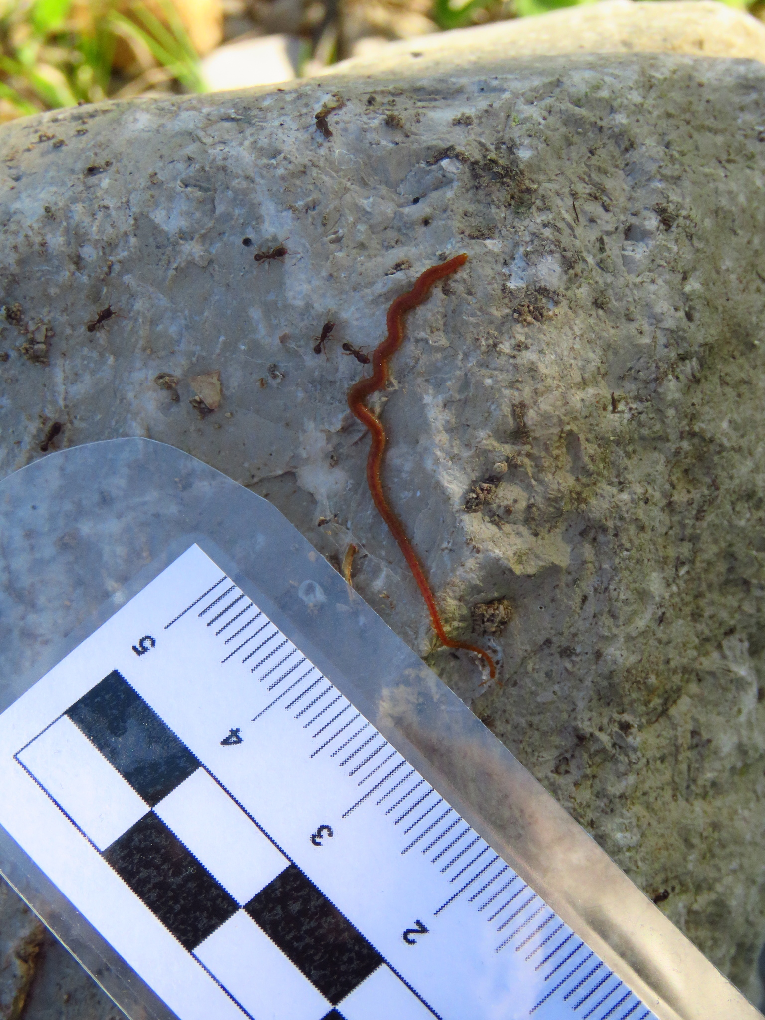 Dignathodon microcephalus Lucas, 1846