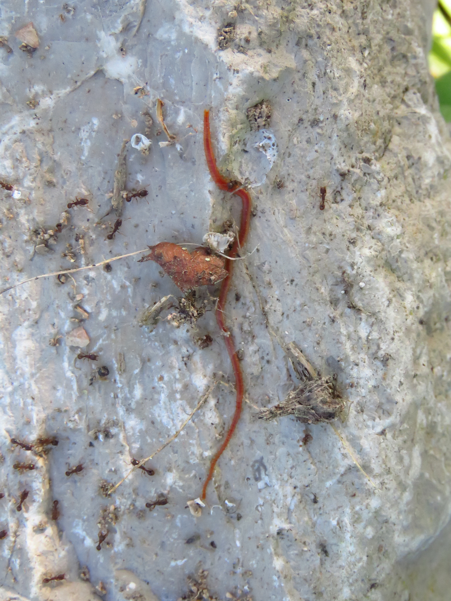 Dignathodon microcephalus Lucas, 1846