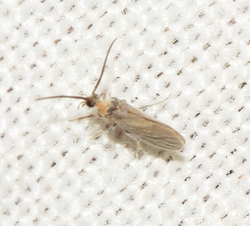 Aleuropteryx remane