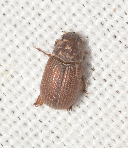 Glaresis hispana