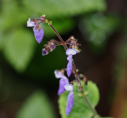 Coleus bojeri, photograph 3