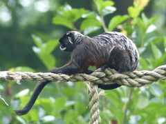 White-Lipped Tamarin photo 3