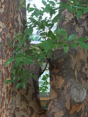 Ulmus parvifolia
