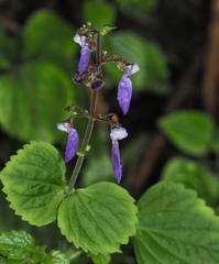 Coleus bojeri, photograph (c) desertnaturalist, some rights reserved (CC BY)