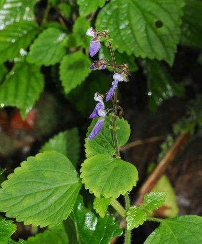 Coleus bojeri, photograph 4