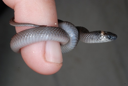 Rough Earthsnake